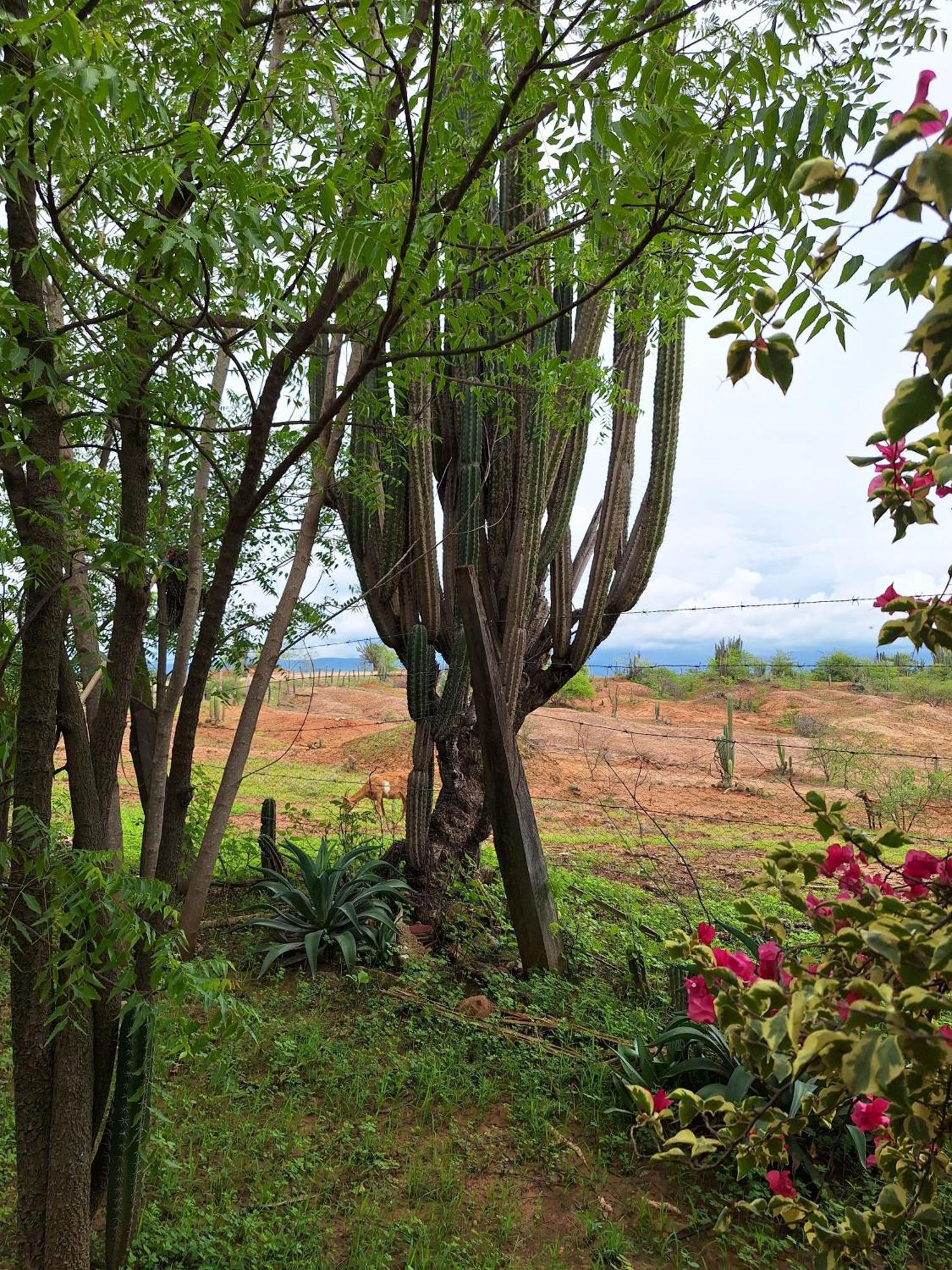 Alojamiento Casa De Campo Los Cactus Villavieja Buitenkant foto